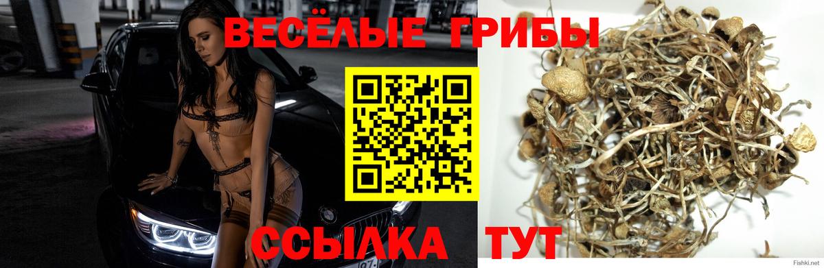 Псилоцибиновые грибы GOLDEN TEACHER  Тара  Галлюциногенные грибы Psilocybine cubensis 